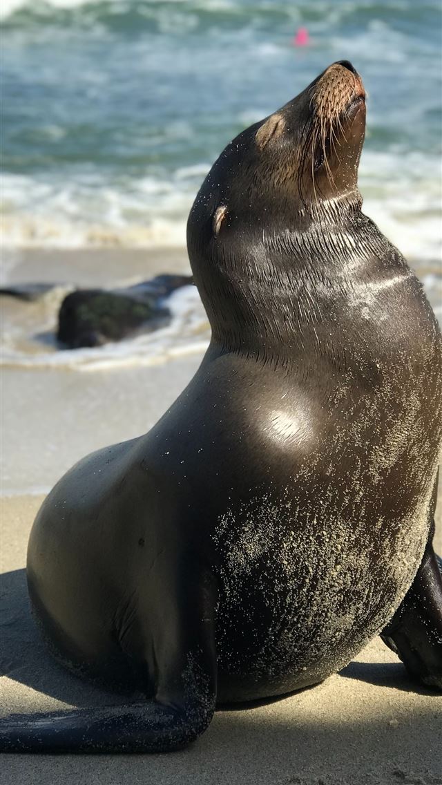 1290x2796 black seal lion in seashore - lion iPhone Wallpaper