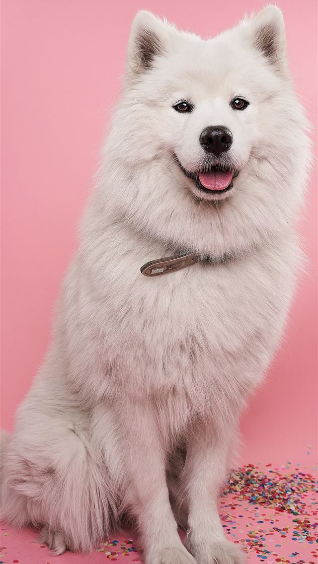 1290x2796 white long coat small dog - pink iPhone Wallpaper