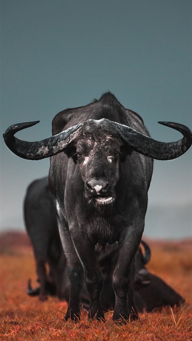 1290x2796 black water buffalo on brown field during daytime - cow iPhone Wallpaper