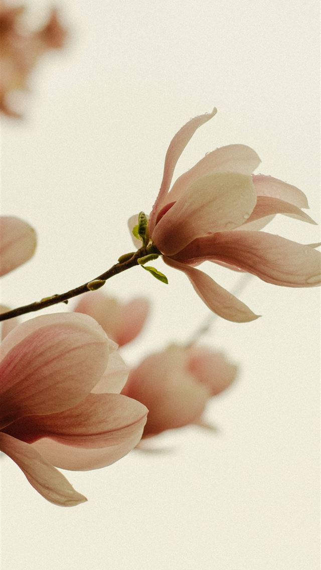 1290x2796 a branch of a tree with pink flowers - spring iPhone Wallpaper