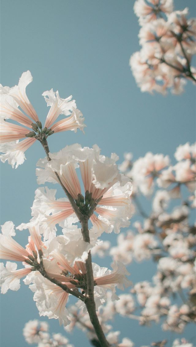 1290x2796 pink petaled flowers - rose iPhone Wallpaper
