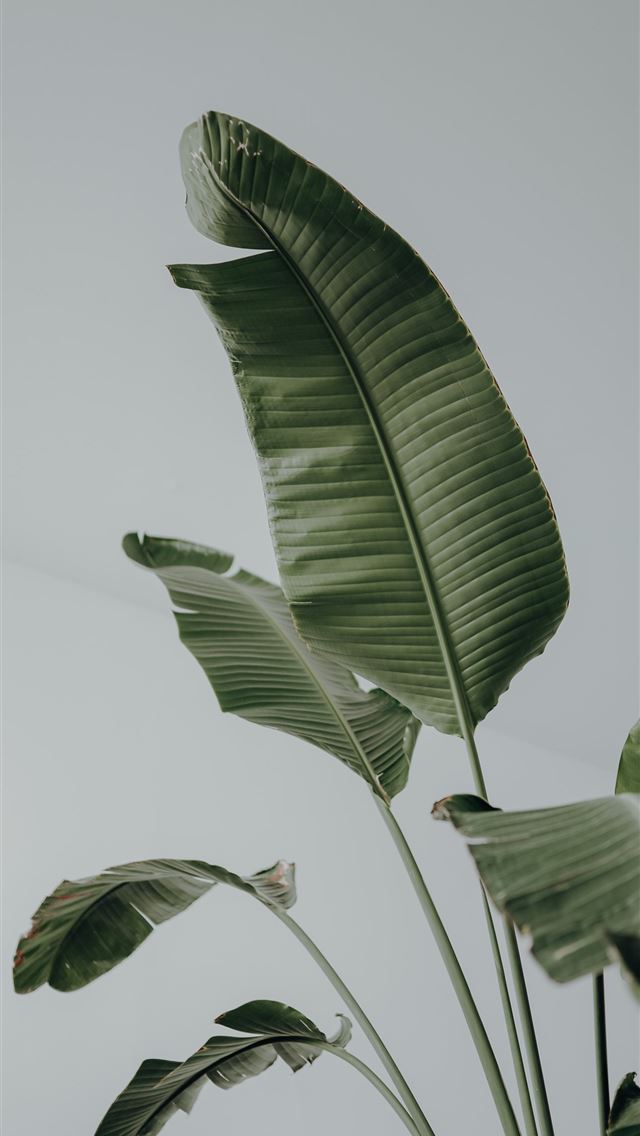 1290x2796 green leaf plant during daytime - modern iPhone Wallpaper