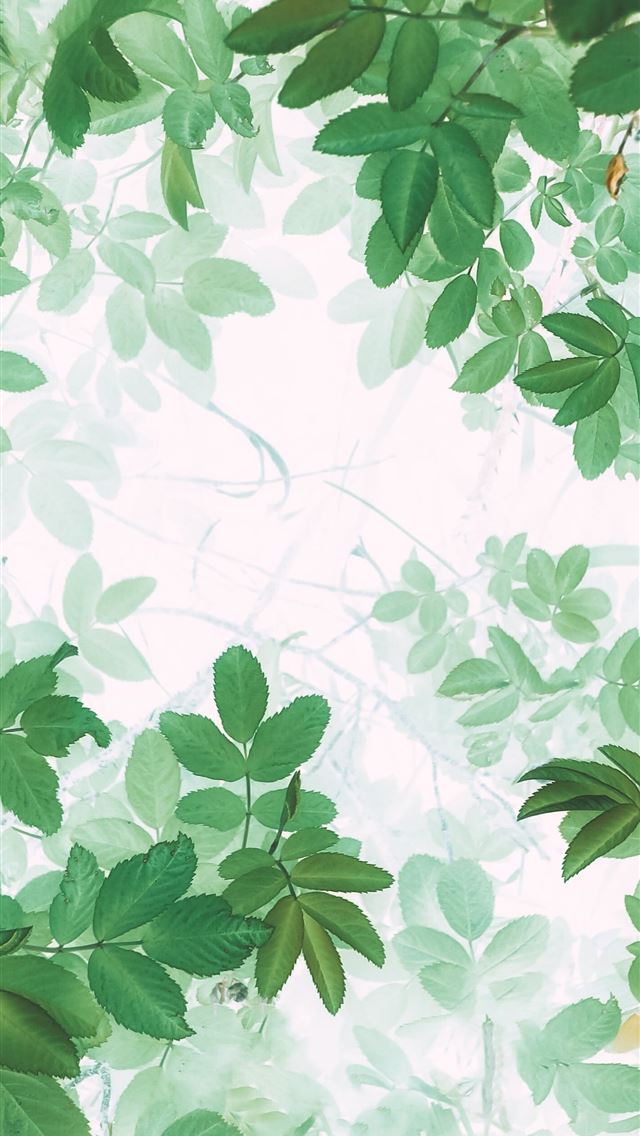 1290x2796 green leaves on white background - leaf iPhone Wallpaper