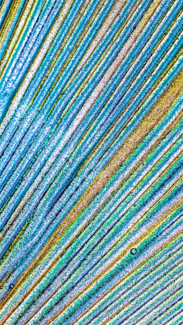 1290x2796 a close up view of a peacock's tail feathers - macro iPhone Wallpaper
