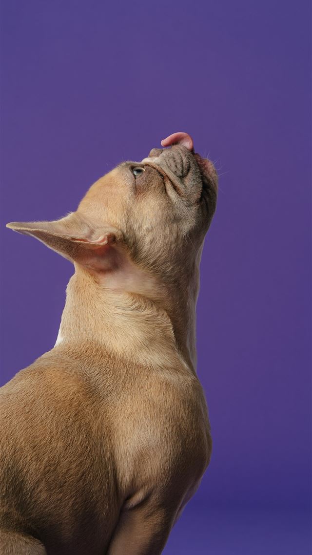 1290x2796 brown short coated small dog - animals iPhone Wallpaper