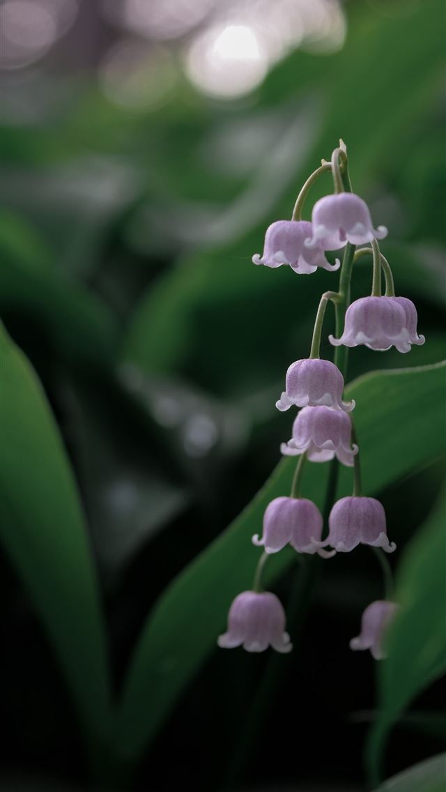 1290x2796 selective focus photography of purple petaled flow... - flower iPhone Wallpaper