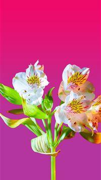 white and purple flower with green leaves wallpaper