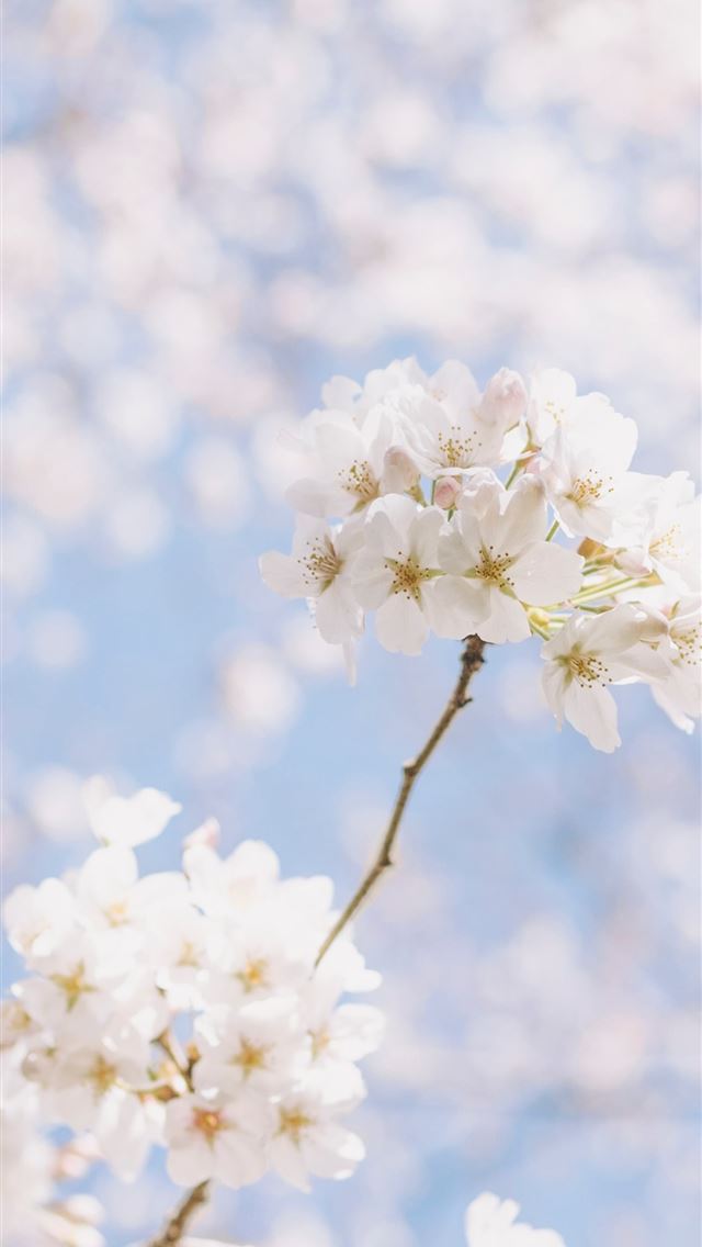 640x1136 white petaled flower -  iPhone Wallpaper