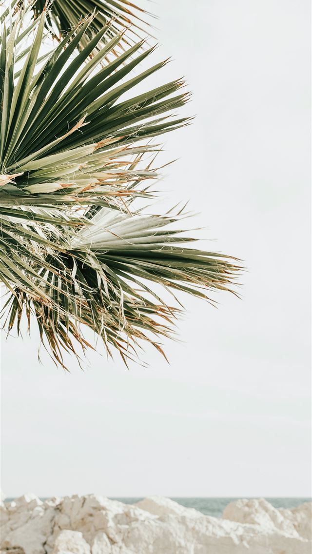 1290x2796 green palm tree on snow covered ground - summer iPhone Wallpaper