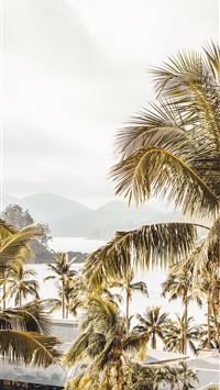 coconut tree wallpaper