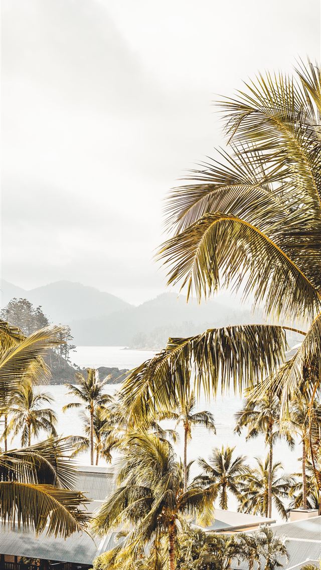 1290x2796 coconut tree - trees iPhone Wallpaper