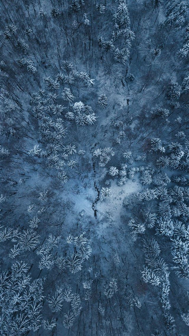 1290x2796 birds eye view of snow covered trees - trees iPhone Wallpaper
