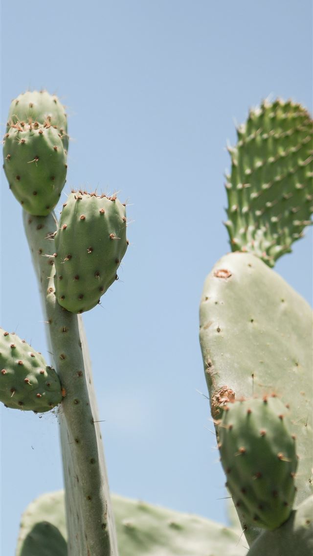 640x1136 green cactus plant -  iPhone Wallpaper