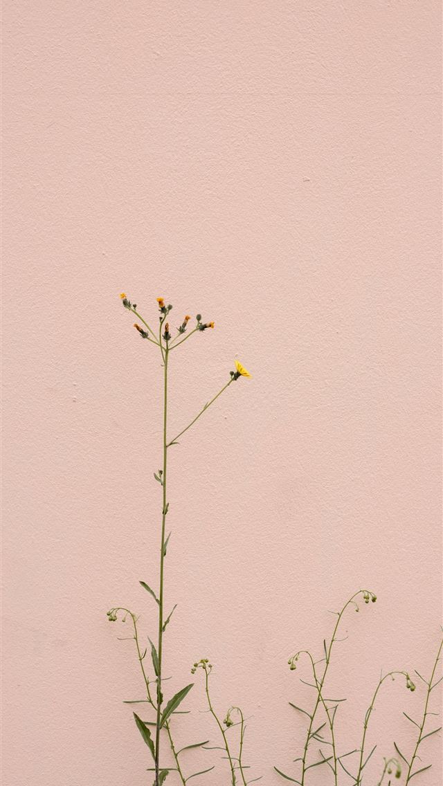 1290x2796 yellow flower on brown wall - yellow iPhone Wallpaper