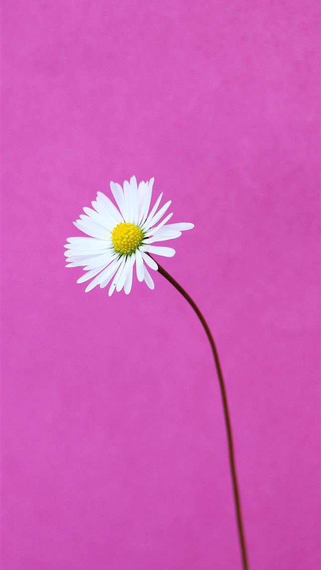 1290x2796 white daisy on pink background - baby iPhone Wallpaper
