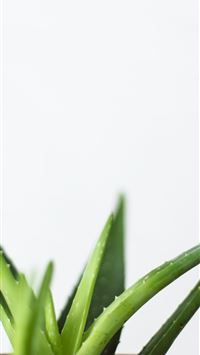 green aloe vera wallpaper