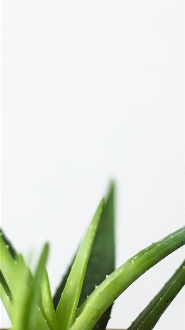 1290x2796 green aloe vera - green iPhone Wallpaper