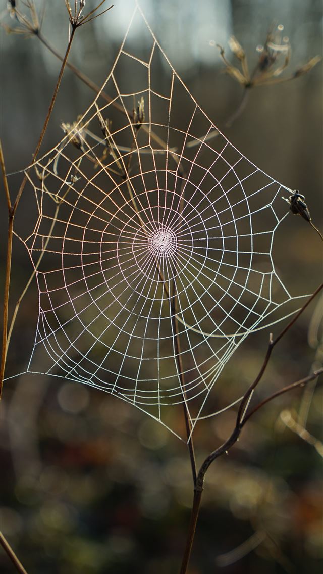 1290x2796 shallow focus photography of spider web - spiderman iPhone Wallpaper