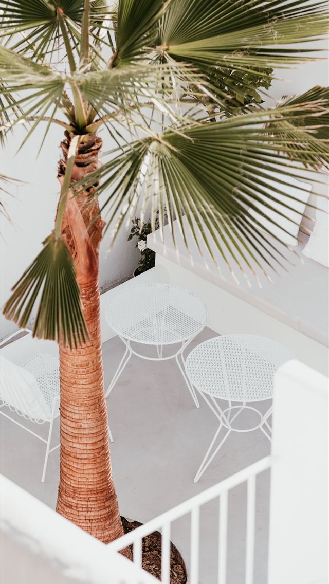 1290x2796 green leafed tree inside house - summer iPhone Wallpaper