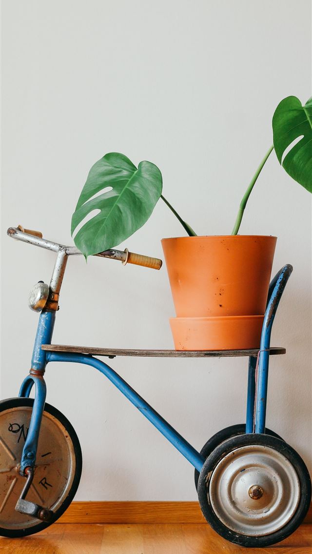 1290x2796 green leafed plant in brown pot - retro iPhone Wallpaper