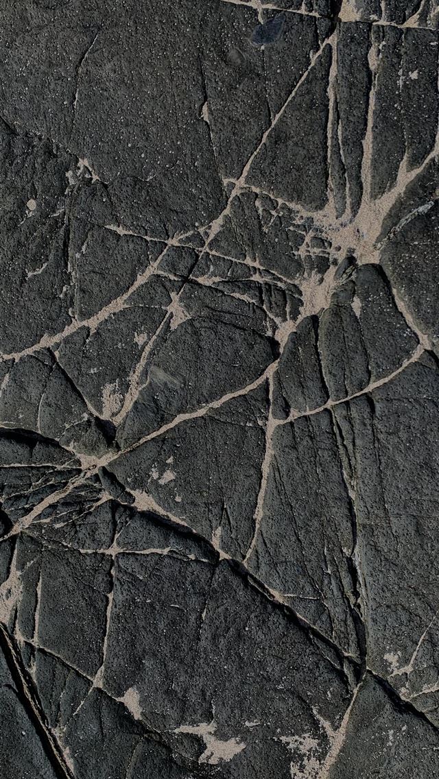 1290x2796 grey and black tree trunk - pattern iPhone Wallpaper