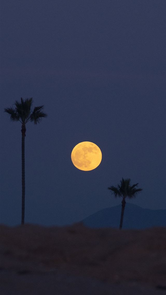 1290x2796 full moon over the palm trees - outer space iPhone Wallpaper
