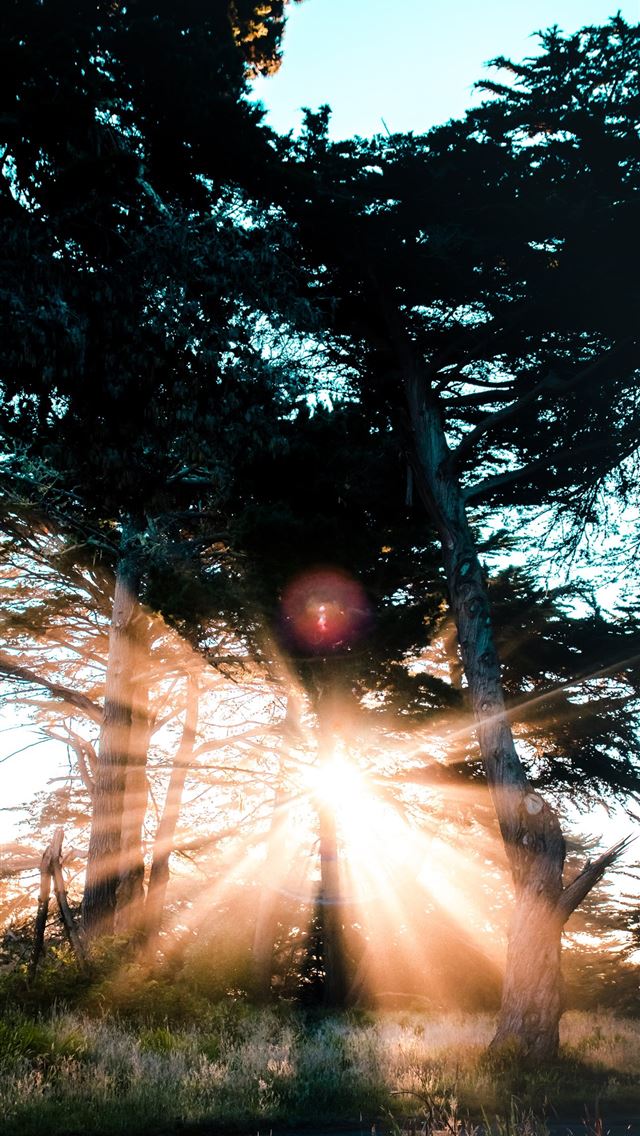 1290x2796 crepuscular rays beyond trees under blue sky - quotes iPhone Wallpaper