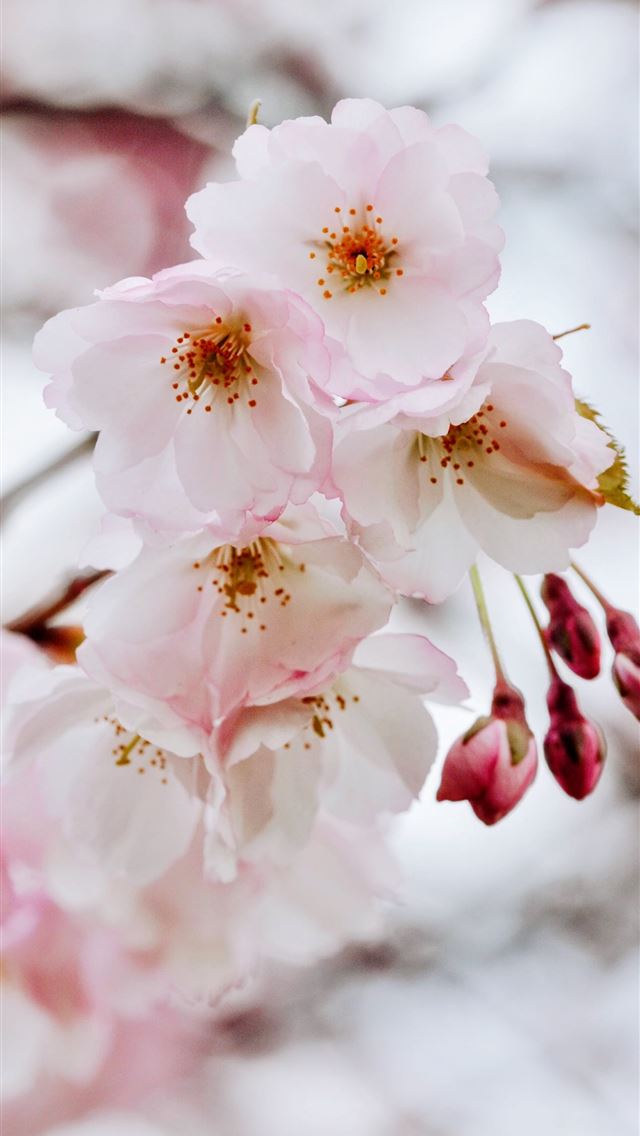 1290x2796 bokeh photography of white petaled flowere - flower iPhone Wallpaper