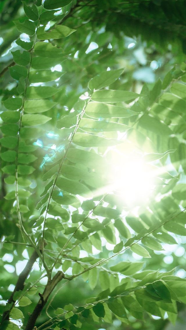 1290x2796 green plant under white sky - leaf iPhone Wallpaper