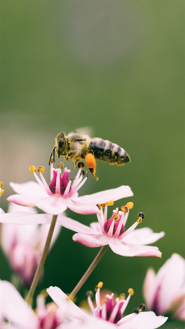 1290x2796 shallow focus photography of bee on flower - bee iPhone Wallpaper