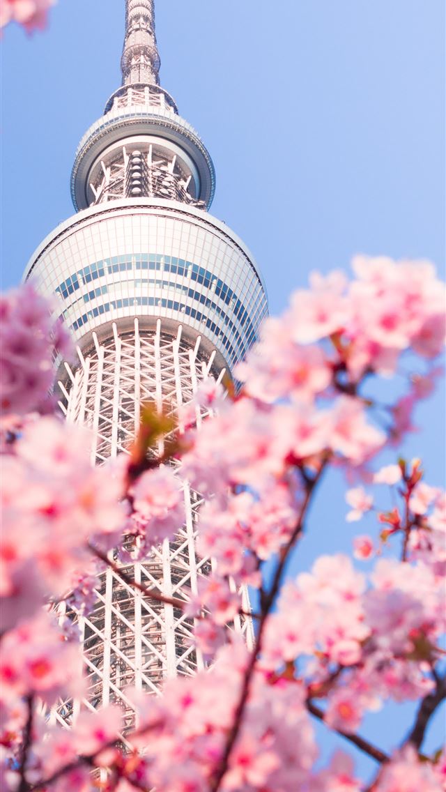 1290x2796 pink cherry blossom tree near white and brown conc... - pink iPhone Wallpaper
