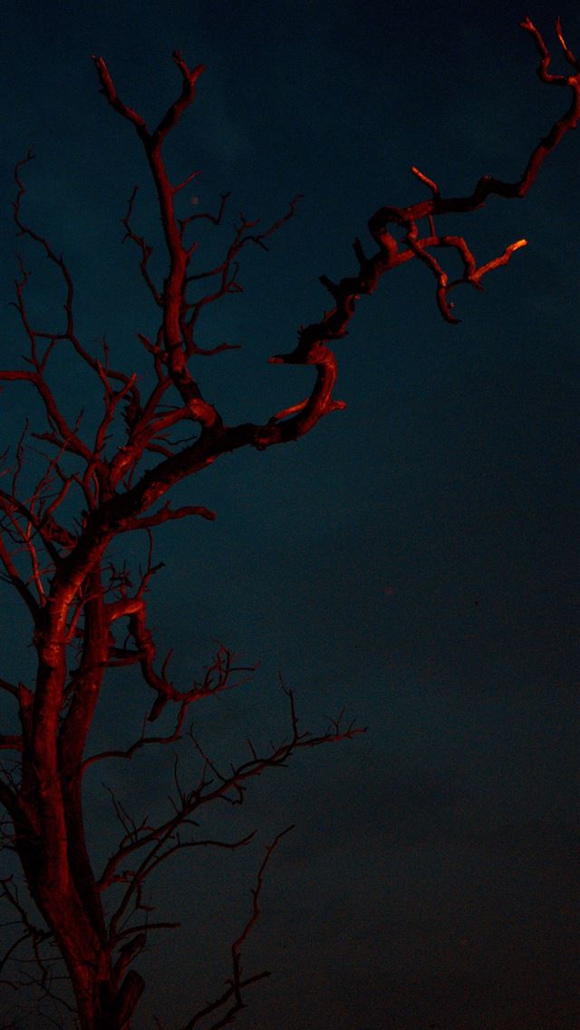 1290x2796 red bare tree during nighttime - tree iPhone Wallpaper