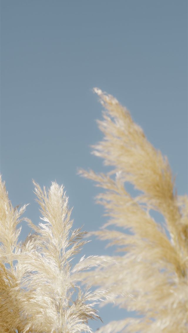 1290x2796 white wheat field during daytime - summer iPhone Wallpaper