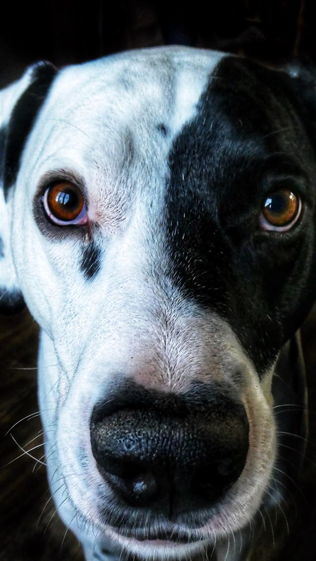 640x1136 short coat black and white dog -  iPhone Wallpaper