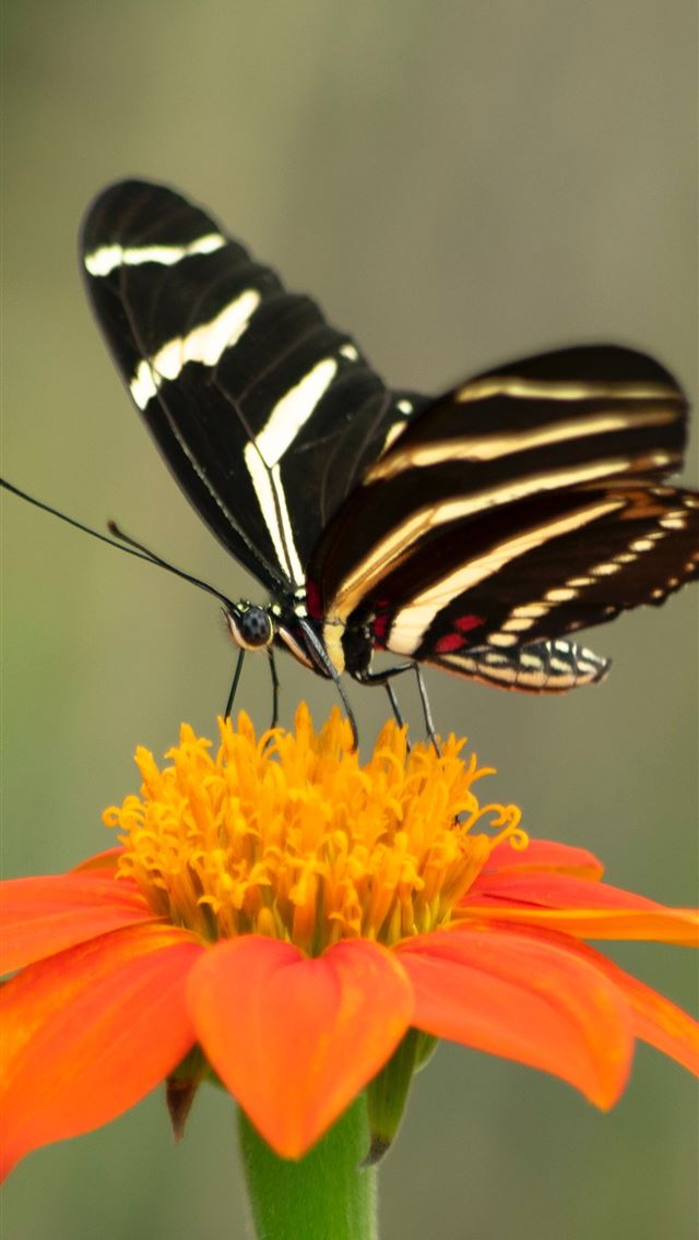 1290x2796 selective focus photography of black butterfly on ... - butterflies iPhone Wallpaper