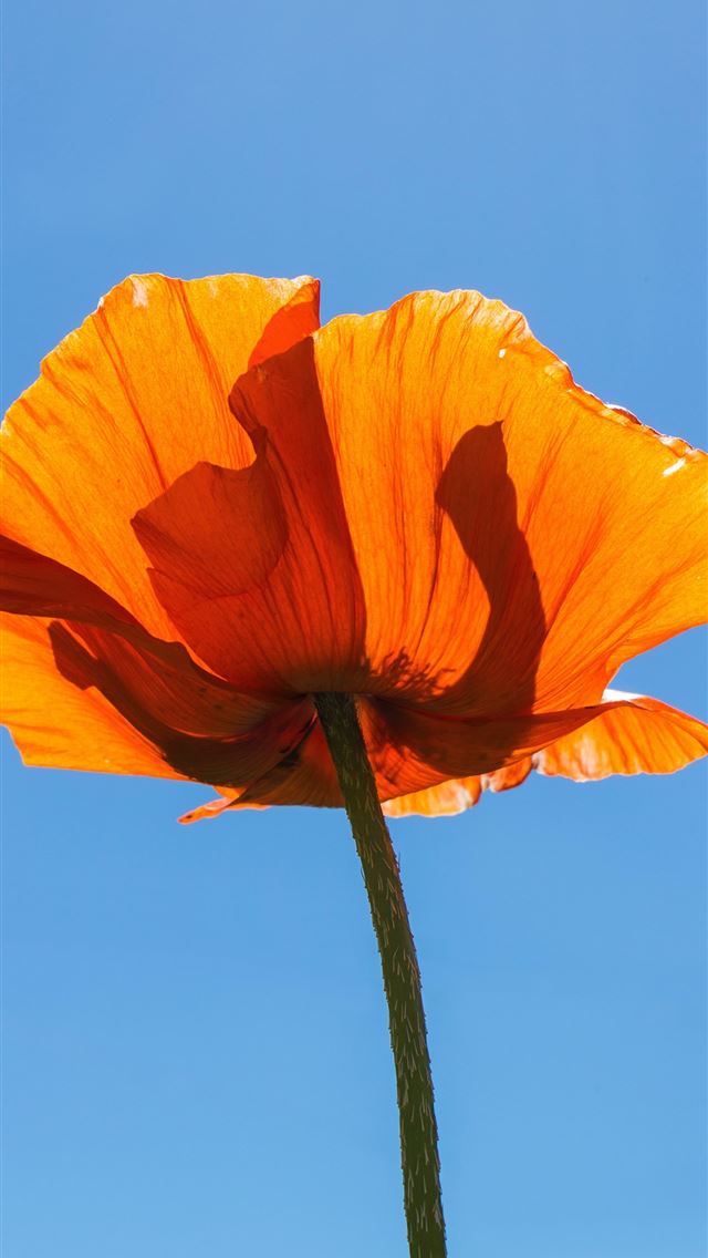 1290x2796 orange flower under blue sky during daytime - flower iPhone Wallpaper