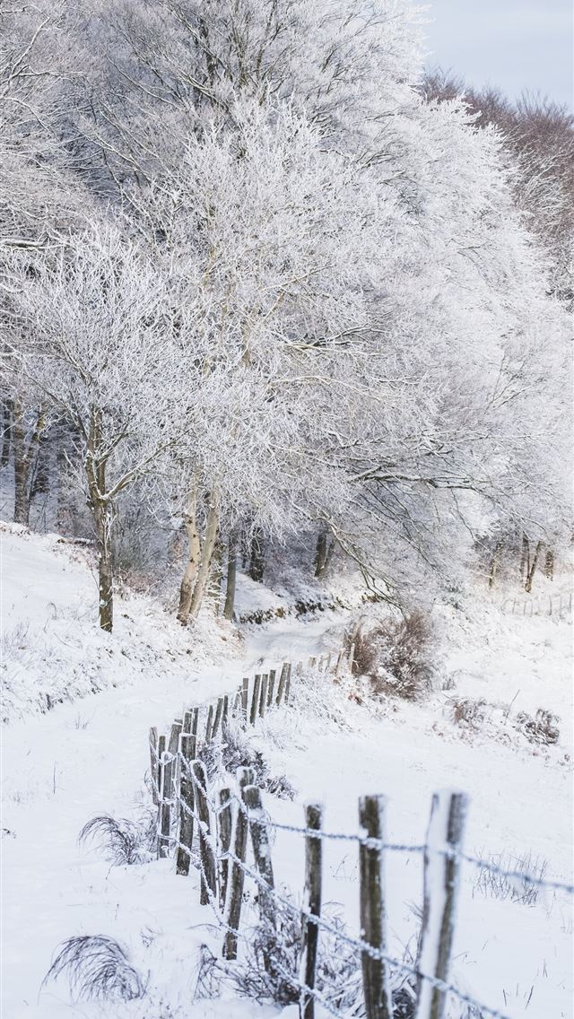 1290x2796 tree covered in snow - winter iPhone Wallpaper