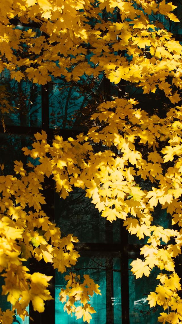 1290x2796 yellow tree - windows iPhone Wallpaper