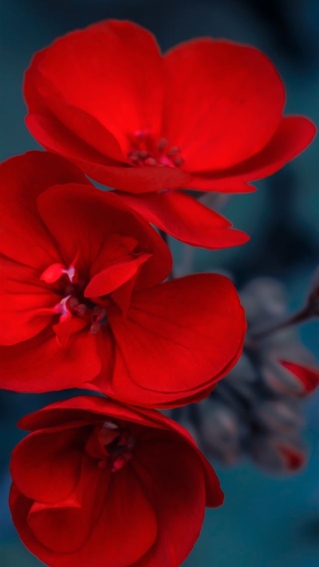 1290x2796 red flower in tilt shift lens -  iphone 14 Wallpaper