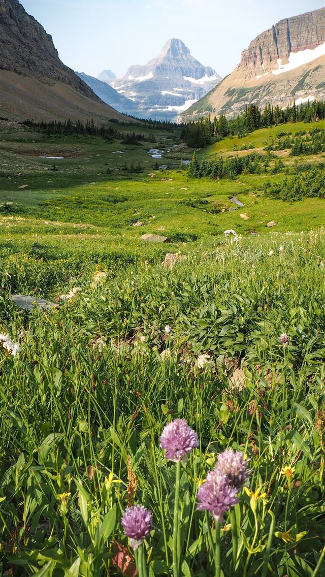 1290x2796 green grass between mountains - flower iPhone Wallpaper
