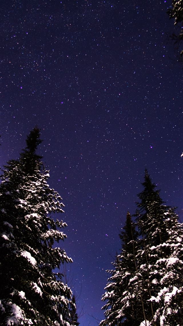 1290x2796 low angle view of pine trees under starry sky - trees iPhone Wallpaper