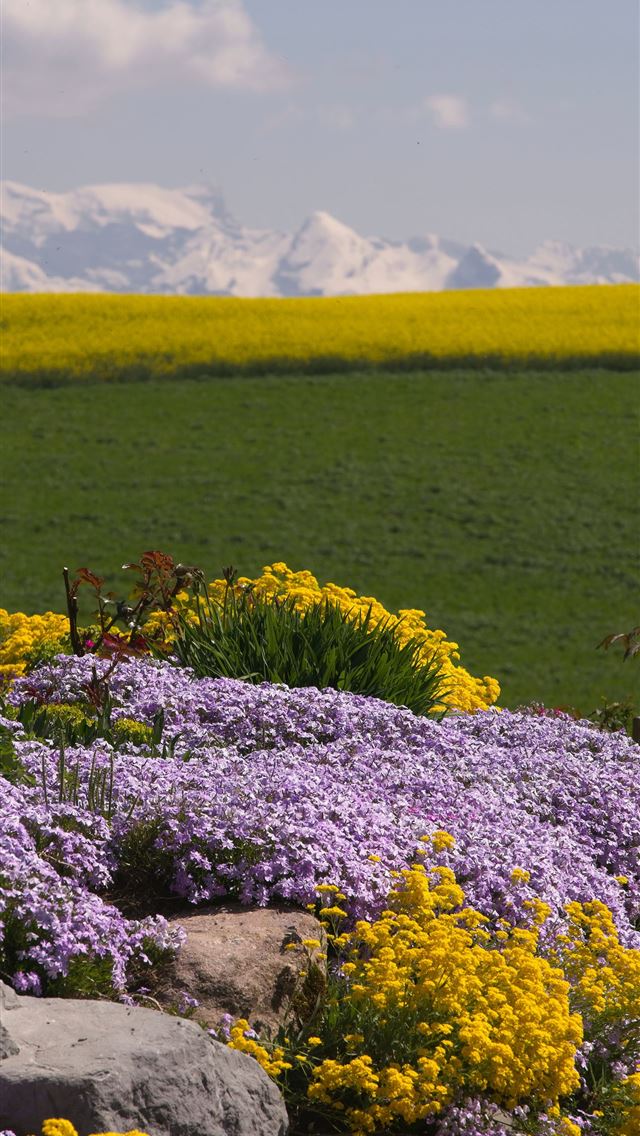 1290x2796 garden of flowers - spring iPhone Wallpaper