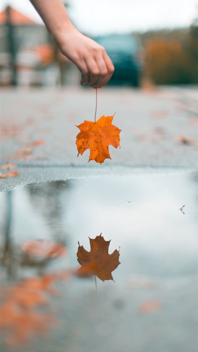 1290x2796 person holding maple leaf above water - fall iPhone Wallpaper
