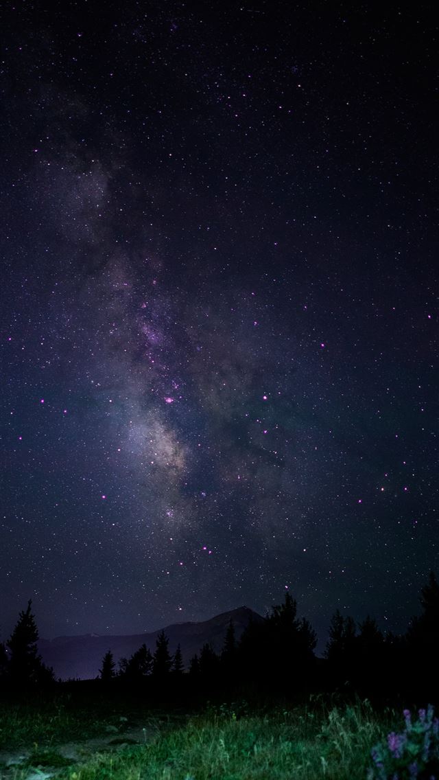 1290x2796 forest under starry skies - sky iPhone Wallpaper