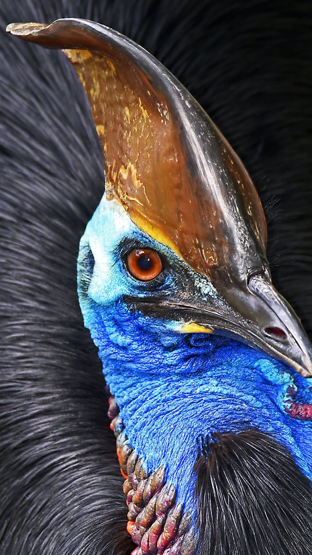 1290x2796 brown and blue bird - color iPhone Wallpaper