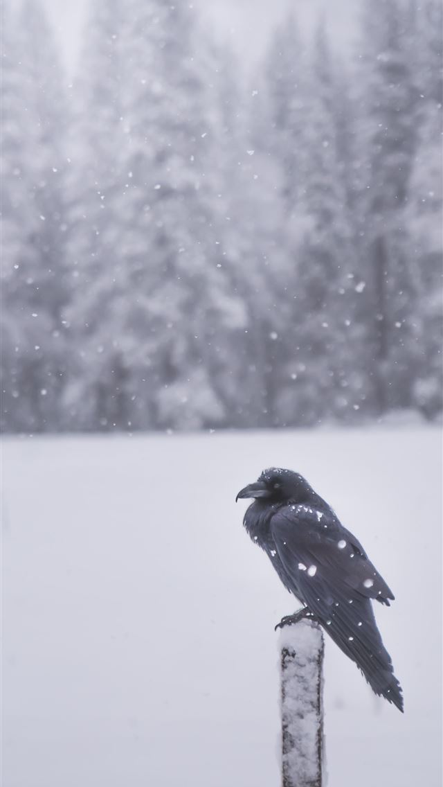 1290x2796 raven perching on black lumber - bird iPhone Wallpaper