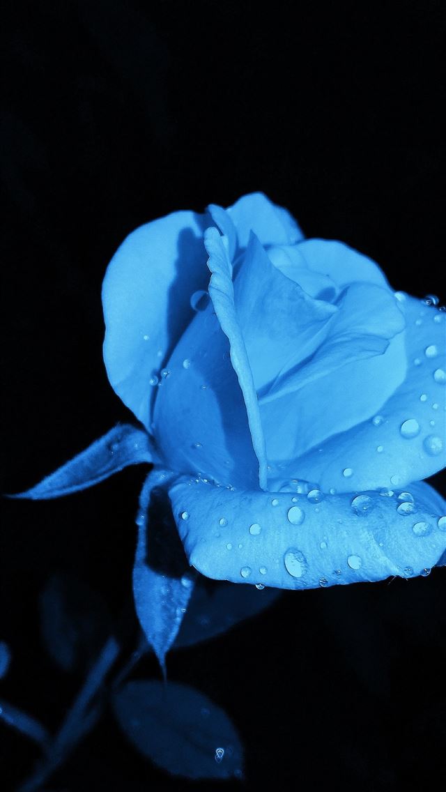 1290x2796 blue rose with water droplet - rose iPhone Wallpaper