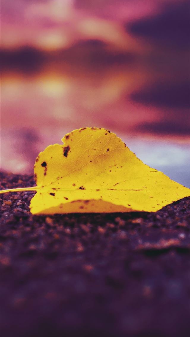 1290x2796 single autumn leaf on lake - nature iPhone Wallpaper