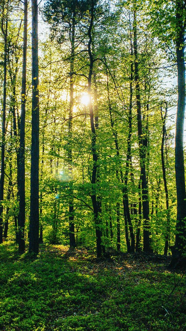 1290x2796 green trees under blue sky during daytime -  iphone 14 Wallpaper