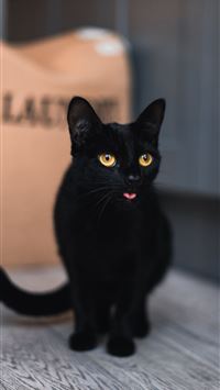 black cat on white floor wallpaper
